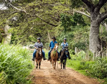 Stockmen Chevaux Brousse Arbre