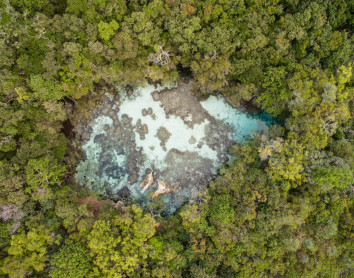 Maré Trou d'eau Nature forêt