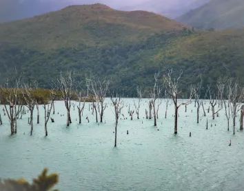 Forêt Noyée Nouvelle-Calédonie Forêt Noyée Nouvelle-Calédonie