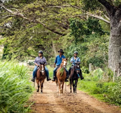 Chevaux en brousse