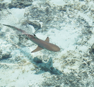 Requin pointe noir
